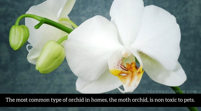 The most common type of orchid in homes, the moth orchid, is non toxic to pets.