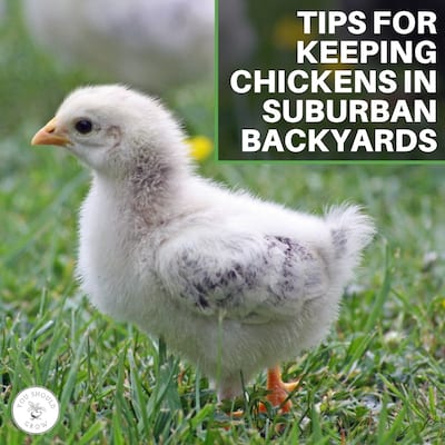 Tips For Keeping Chickens In Suburban Backyards: A Veterinarian’s Experience