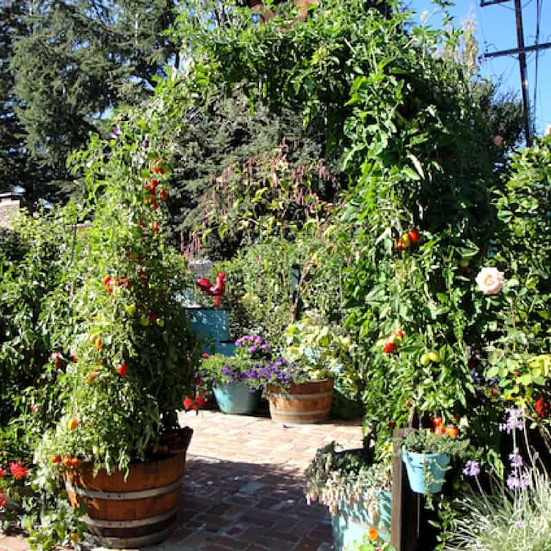 tomato plant growing on an arch in garden