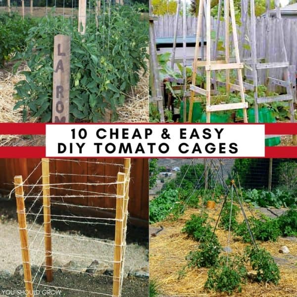 Tomato Leaf Problems: A Visual Guide - You Should Grow