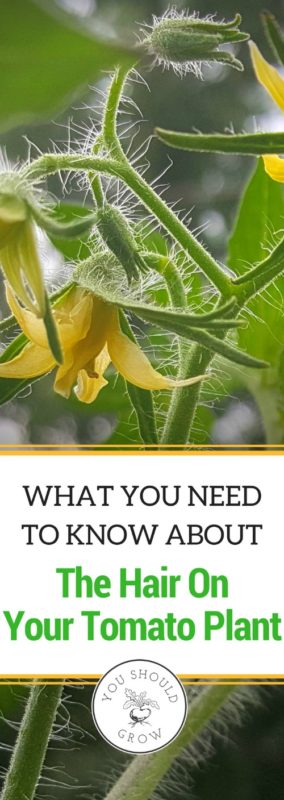 Home gardeners know that their tomato plants have little hairs. But do you know what they are and why they are important?