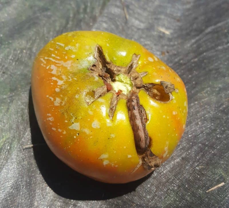 Fruit worm damage to tomato