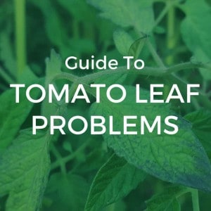 Guide to tomato leaf problems