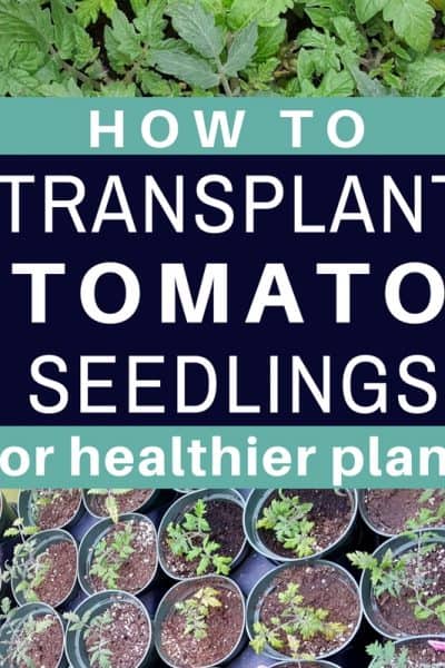 transplanting tomato seedlings grow bags