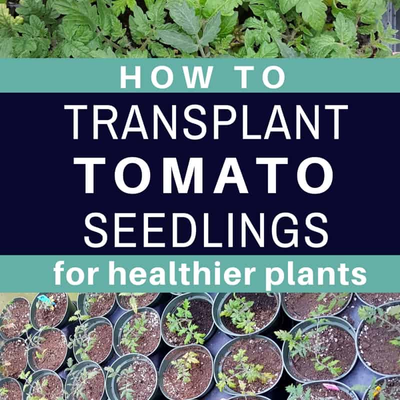 Pro Tips For Transplanting Tomato Seedlings