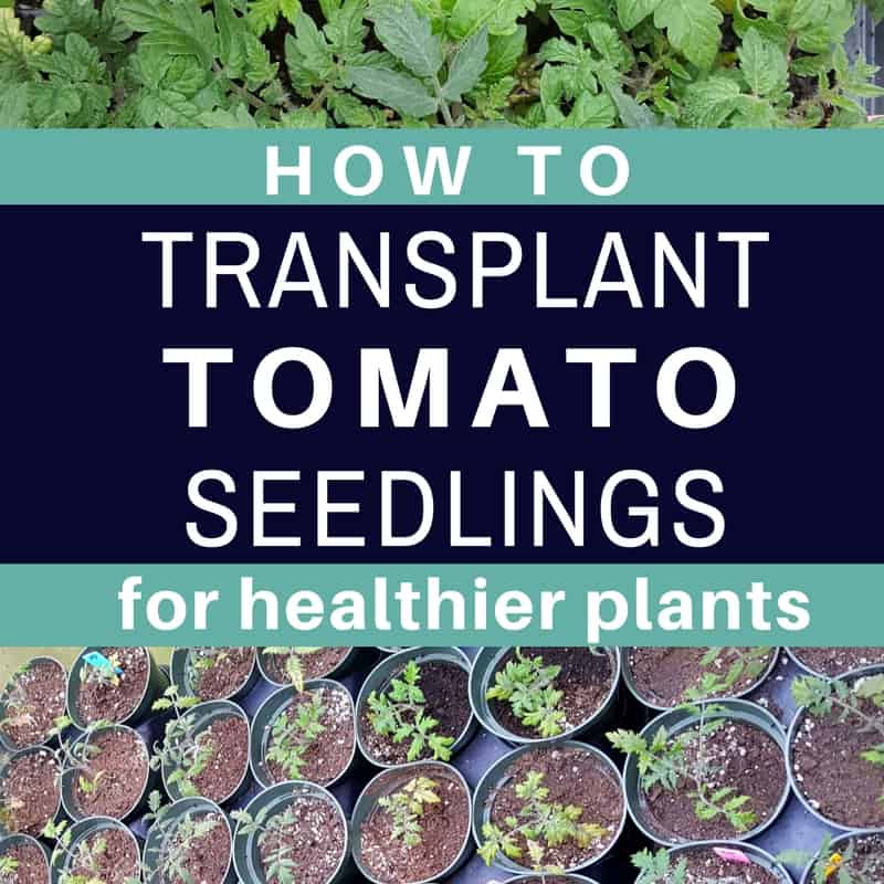 Pro Tips For Transplanting Tomato Seedlings You Should Grow