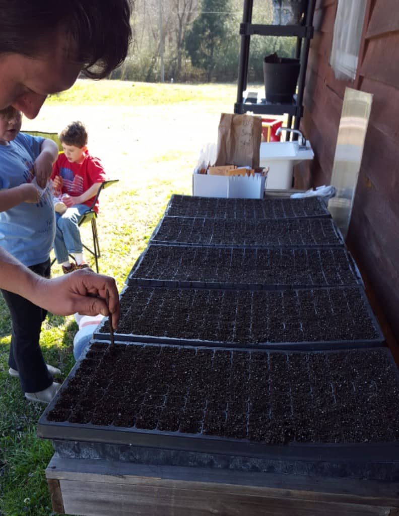 Seed starting: Seed trays ready to plant.