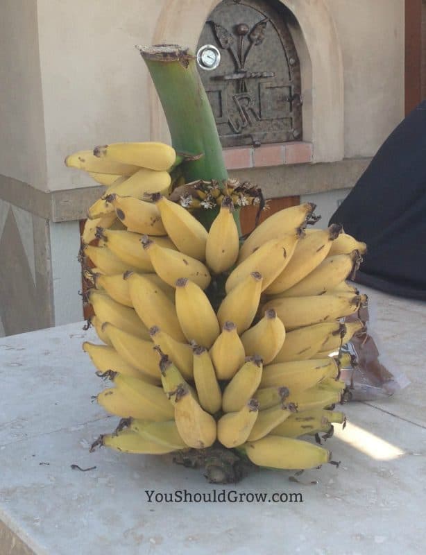 Exotic fruits you can grow at home: the banana