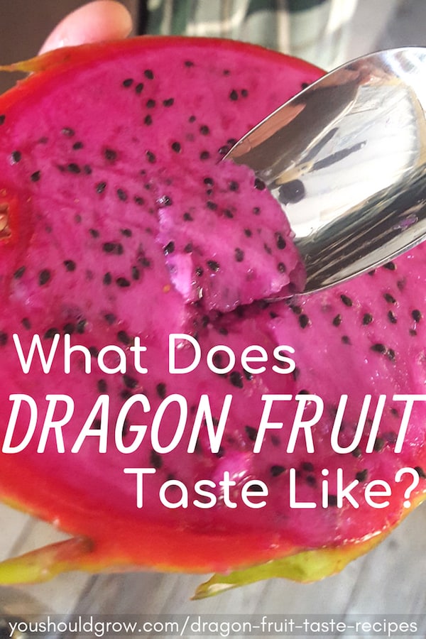 What does dragon fruit taste like? Click to find out!