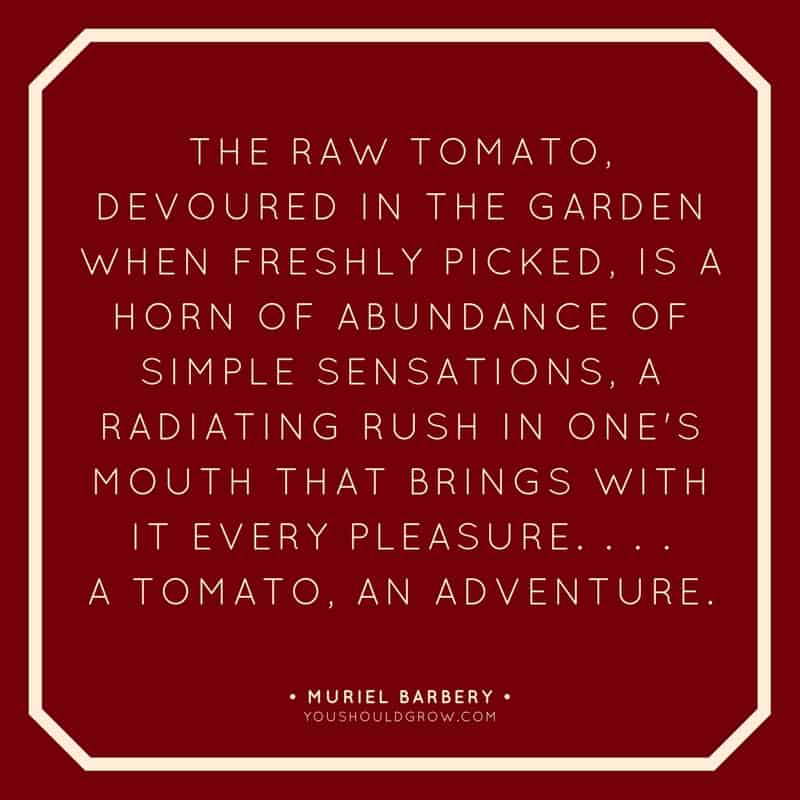 a tomato, an adventure quote