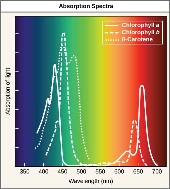 graph depicting wavelengths of light absorbed by pigments in plants.