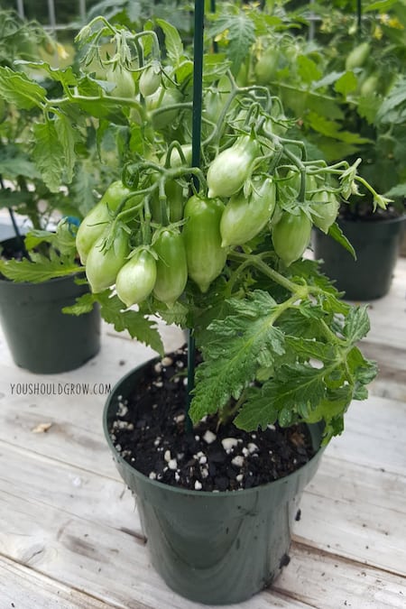 Miniature tomato plants sitting on a wooden table