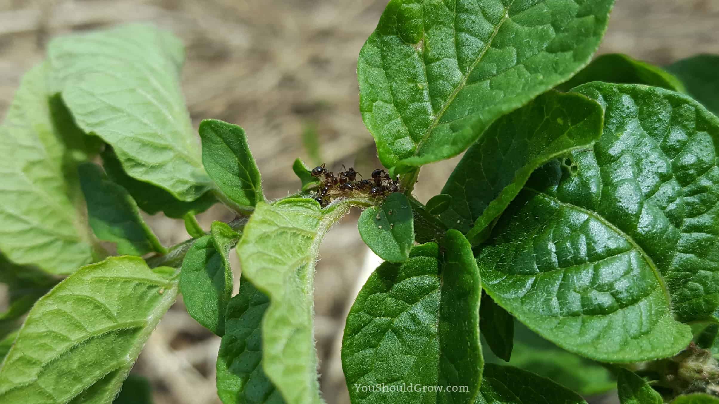 Ants will often invade okra, potatoes, and strawberry plants in search of water.