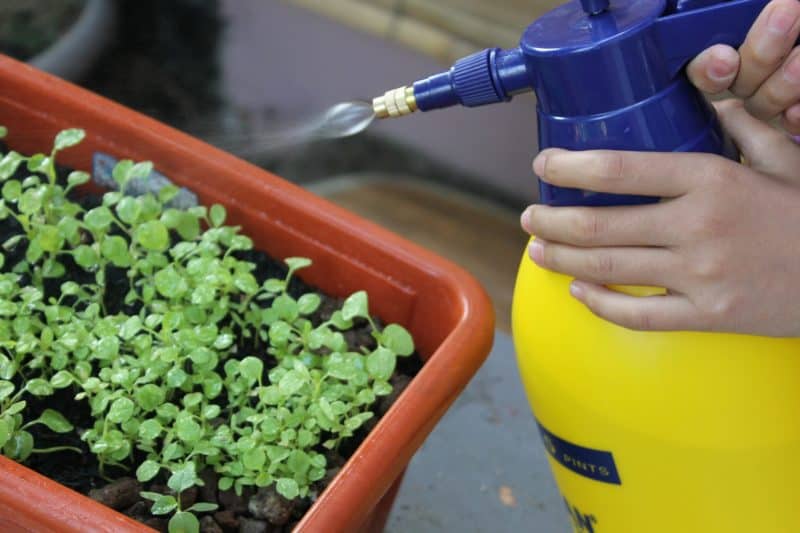 When growing vegetables in containers, you will get better results if you apply fertilizer regularly.