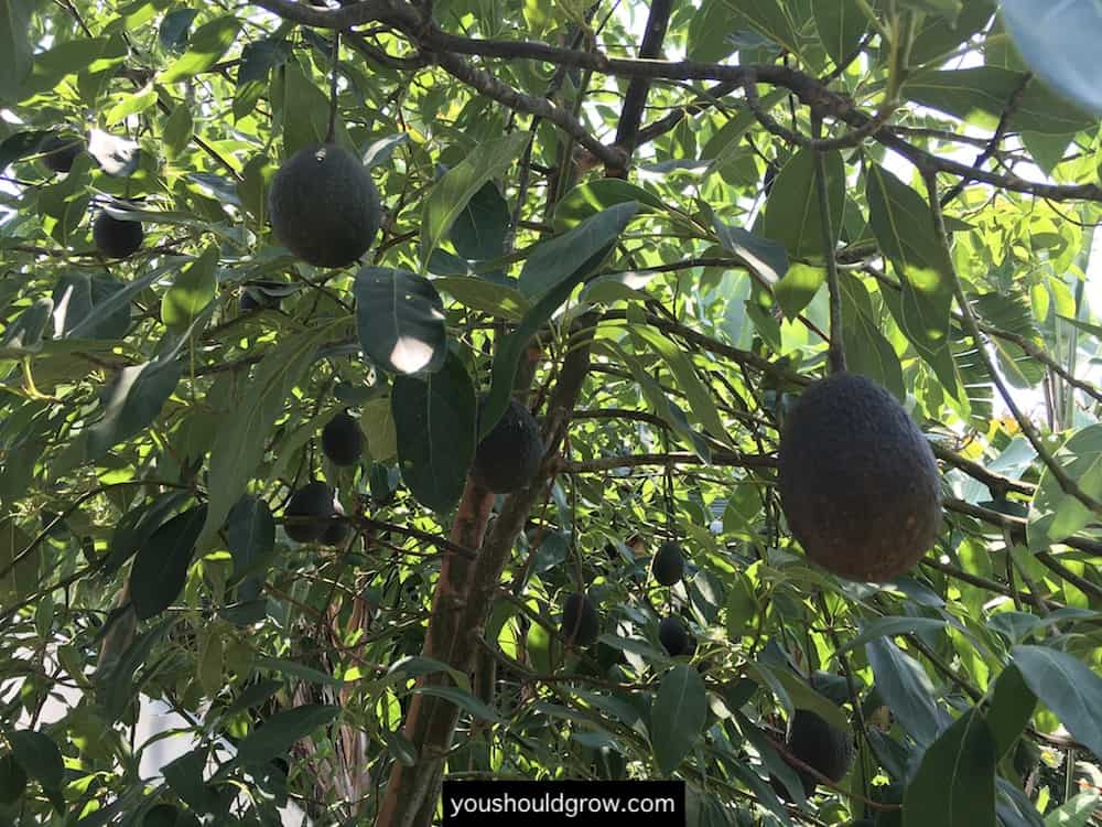 Avocado tree with fruit hanging