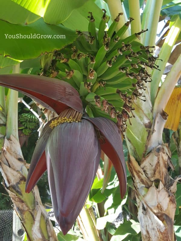 Bananas grow on huge trees!