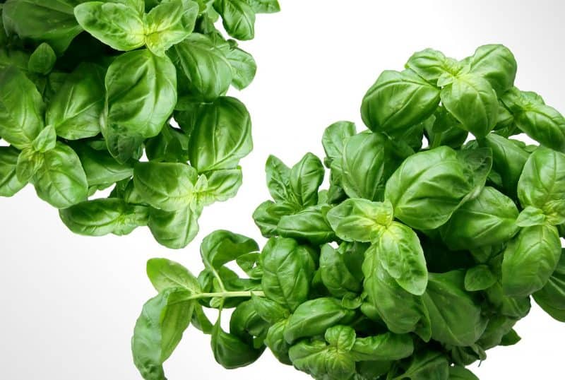 Basil is easy to grow at home