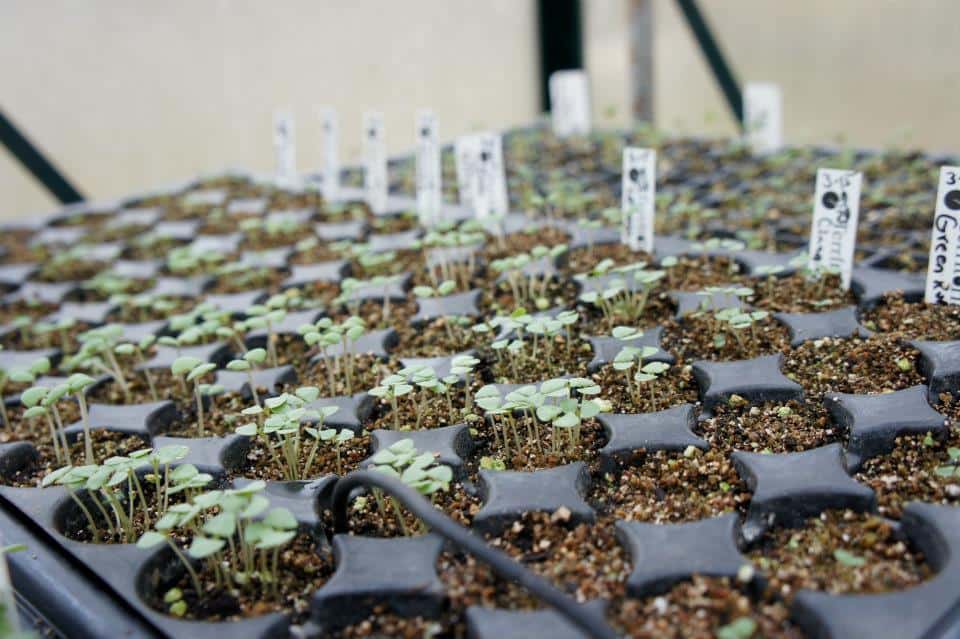 Seed starting: tray of basil seedlings.