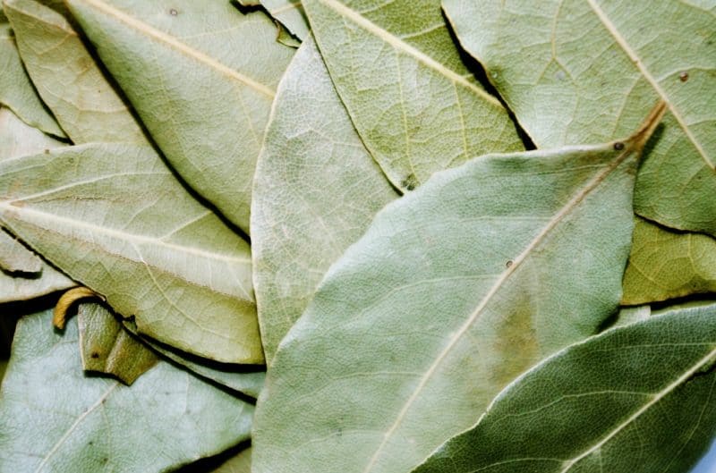 bay leaves can be grown at home