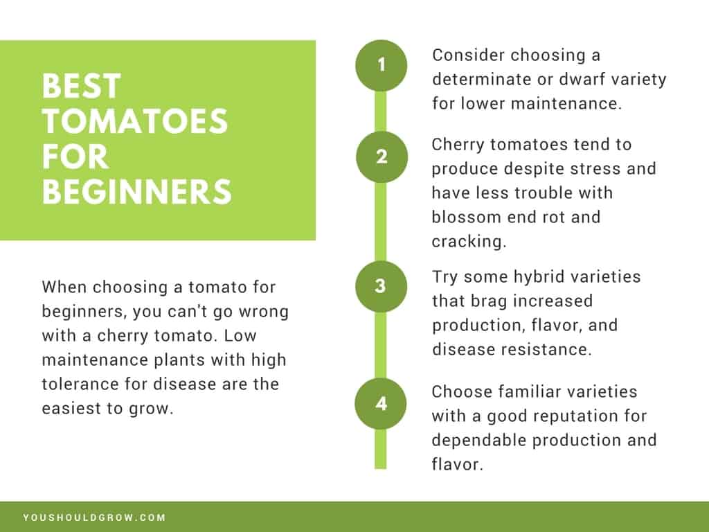 Presentation slide: best tomatoes for beginners