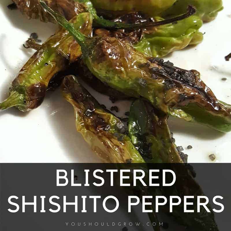 Blistered Shishito Peppers In An Iron Skillet