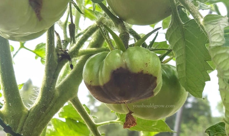 Blossom end rot affecting a green tomato.