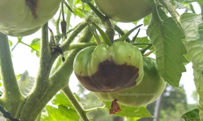 Blossom end rot is one of the most common tomato problems.