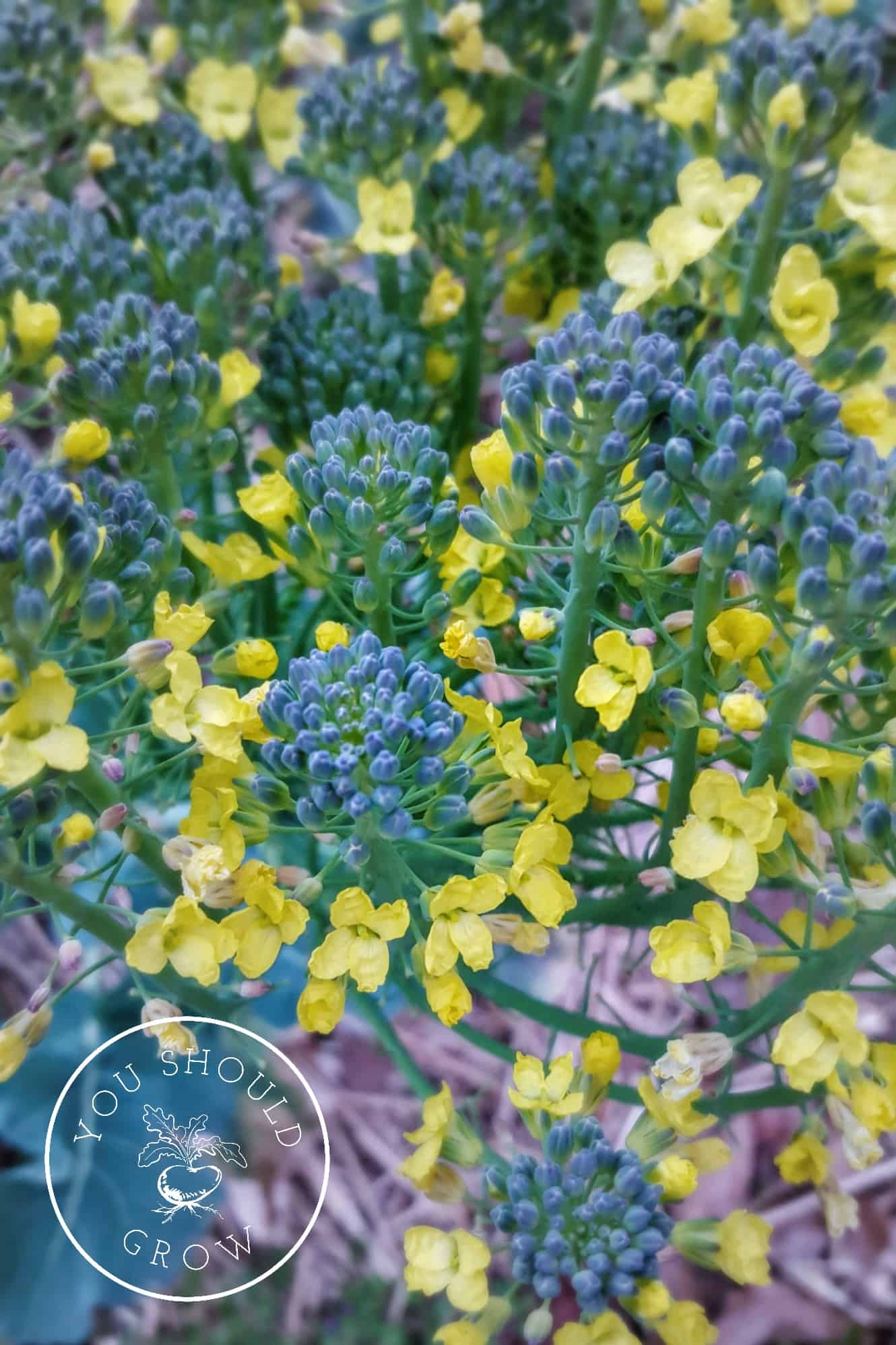 Tips for growing broccoli. Image: The delicate yellow flowers on broccolini. Youshouldgrow.com