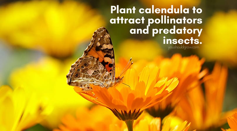 butterfly on calendula flowers