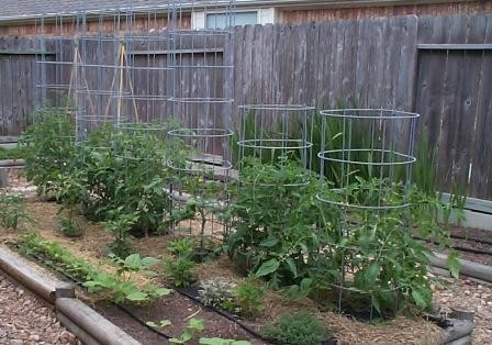 Tomato cages made from cattle panels.