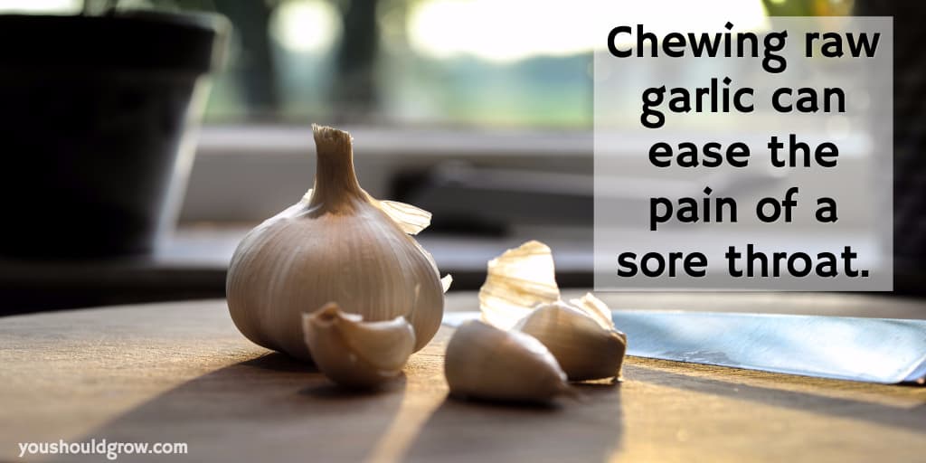 chew raw garlic home remedy sore throat