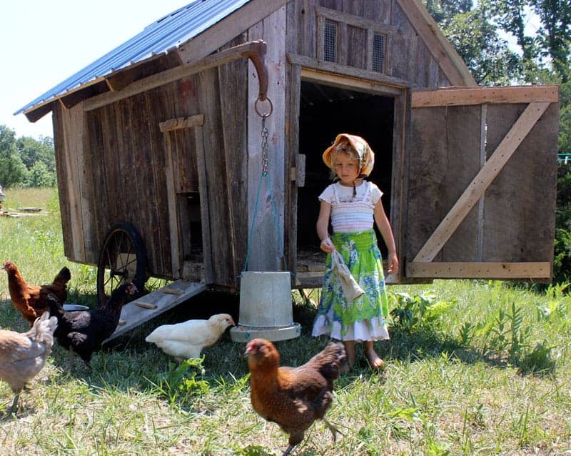 mobile chicken coop by homestead honey