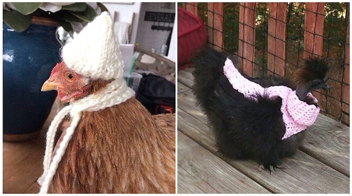 Chickens wear sweaters