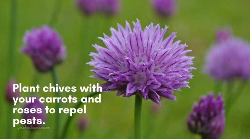 purple chive flowers