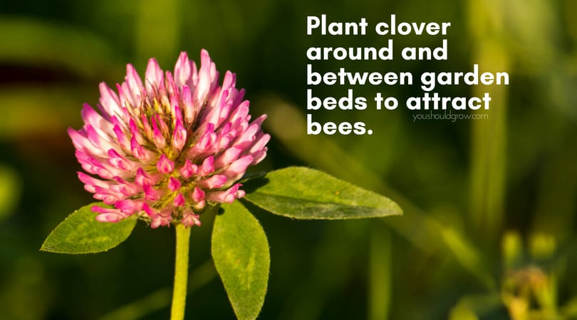 clover flower