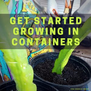 container vegetable gardening for beginners