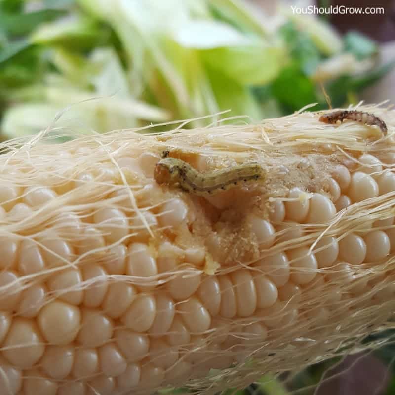 Worms eating kernels of corn
