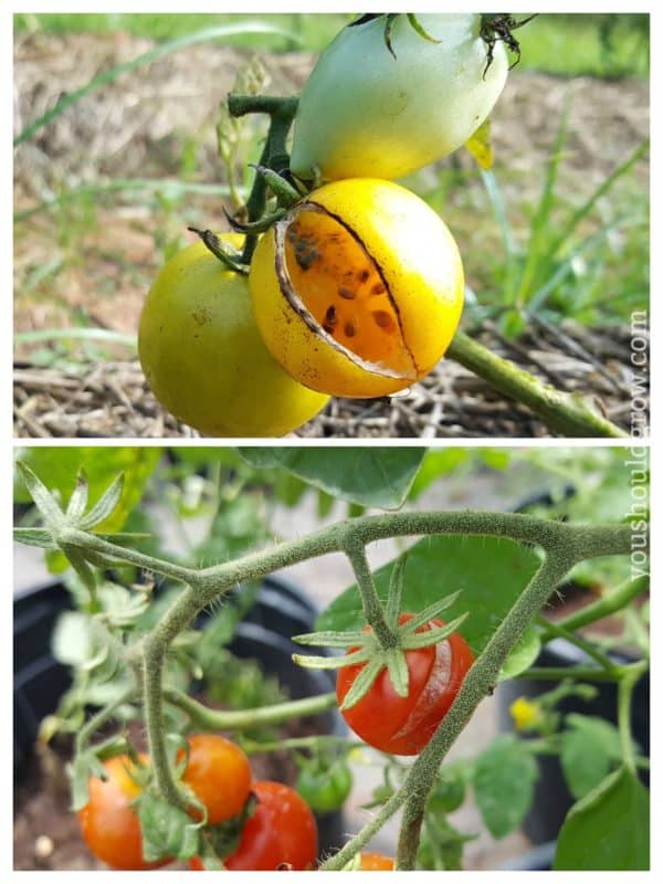 Cracked tomatoes are a common tomato problem.