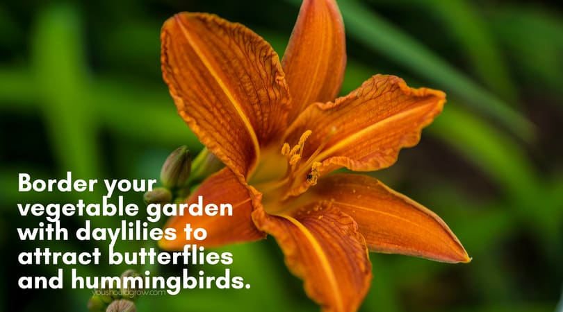 orange daylily flower