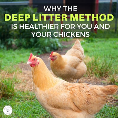 Why The Deep Litter Method Is Healthier For You And Your Flock
