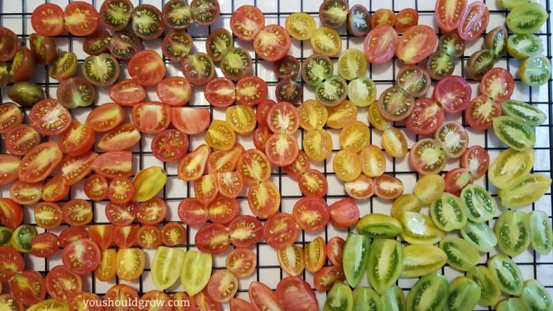 How to preserve tomatoes by dehydrating.