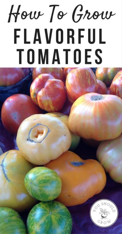 How to grow flavorful tomatoes. Grow delicious homegrown tomatoes with these gardening tips.