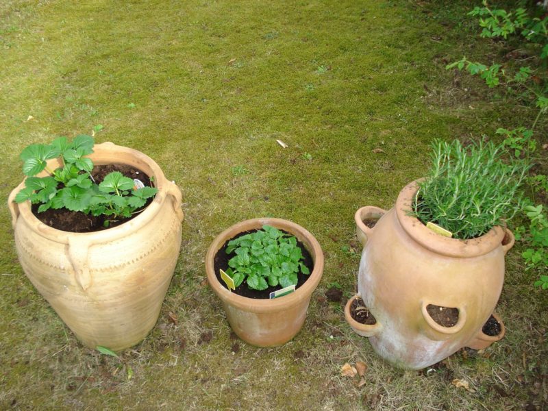 Growing food in containers