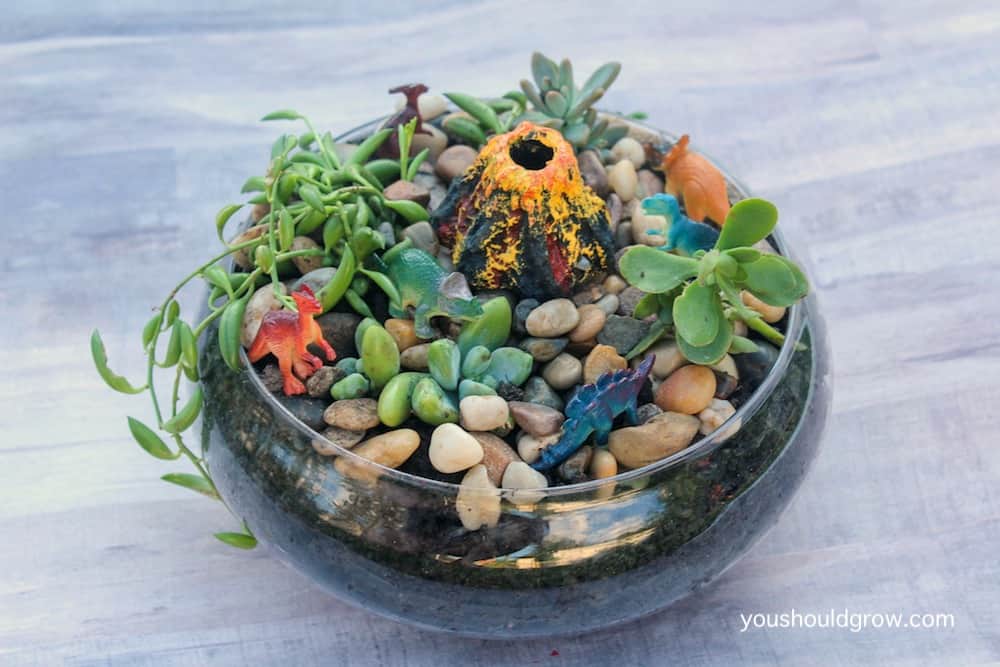 miniature succulent garden with dinosaurs