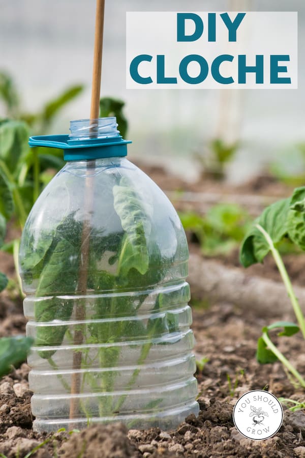 DIY cloche made from plastic bottle for protecting plants from frost.