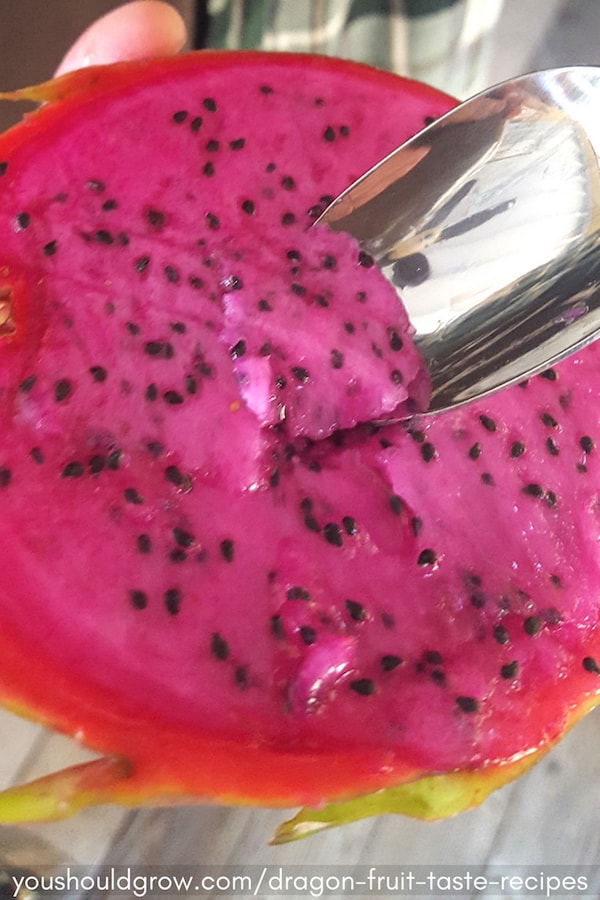 Dragon fruit cut in half and spoon scooping out bright pink flesh. Example of how to eat dragon fruit.