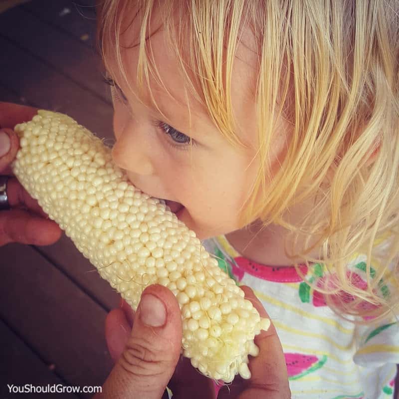 young girl eating fresh homegrown corn