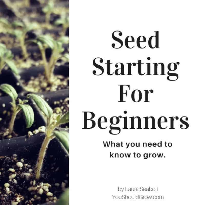 Seed Starting For Beginners