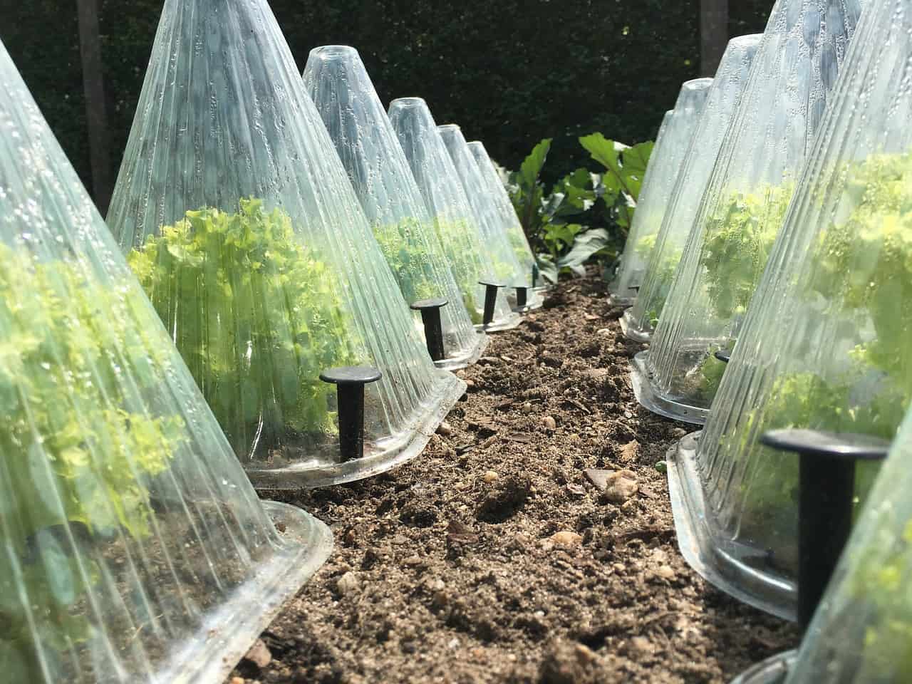 Garden bed with several cloches to protect plants from frost.