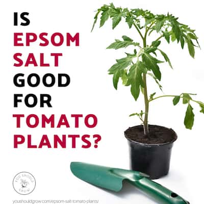 When And How To Use Epsom Salt For Tomato Plants